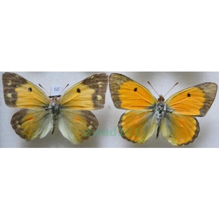 Colias croceus (Geoffroy, 1785) pair Szlaczkoń sylwetnik Czech6f